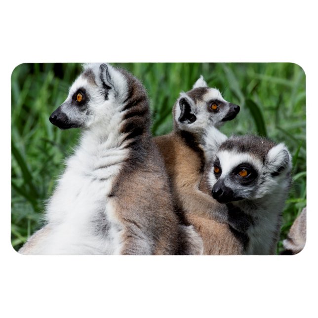 Ringschwanzfamilie Lemur Magnet (Horizontal)