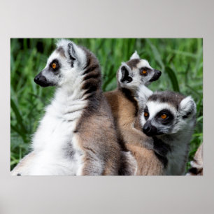 Ringschwanzfamilie Lemur Poster