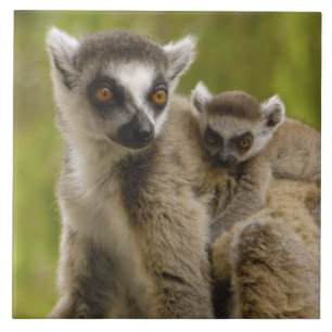 Ringschwanzlemmeln (Lemur catta) Mutter & Baby. Fliese