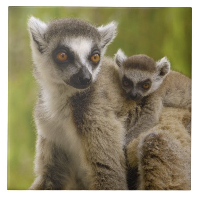 Ringschwanzlemmeln (Lemur catta) Mutter & Baby. Fliese (Vorderseite)