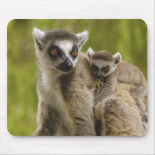 Ringschwanzlemmeln (Lemur catta) Mutter & Baby. Mousepad