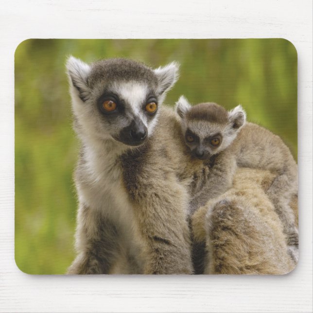 Ringschwanzlemmeln (Lemur catta) Mutter & Baby. Mousepad (Vorne)