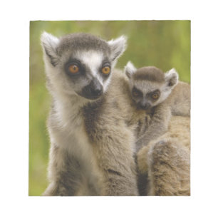 Ringschwanzlemmeln (Lemur catta) Mutter & Baby. Notizblock