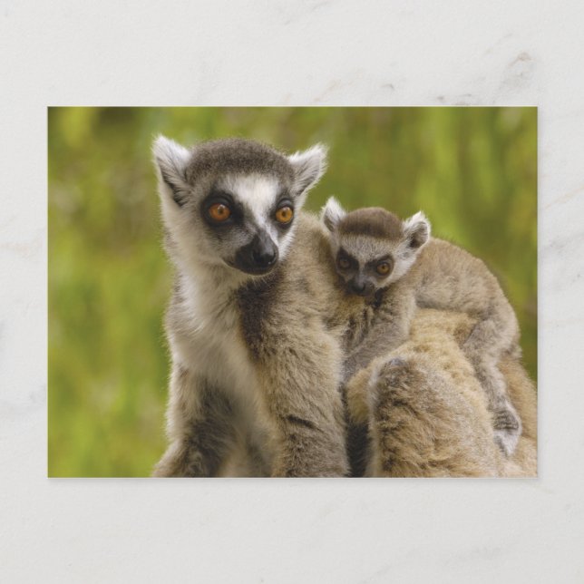 Ringschwanzlemmeln (Lemur catta) Mutter & Baby. Postkarte (Vorderseite)