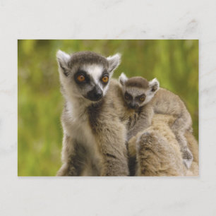 Ringschwanzlemmeln (Lemur catta) Mutter & Baby. Postkarte