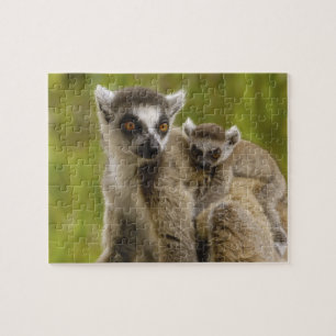 Ringschwanzlemmeln (Lemur catta) Mutter & Baby. Puzzle