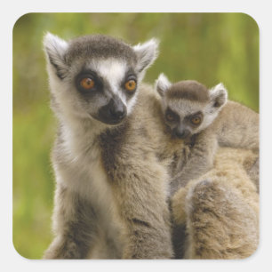 Ringschwanzlemmeln (Lemur catta) Mutter & Baby. Quadratischer Aufkleber