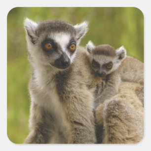 Ringschwanzlemmeln (Lemur catta) Mutter & Baby. Quadratischer Aufkleber