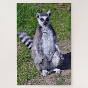 Ringschwanzlemmersitze auf der Graspostkarte T-Shi Puzzle