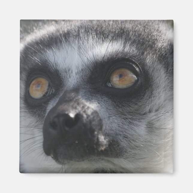 Ringtail Lemur Magnet (Vorne)