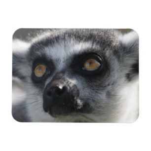Ringtail Lemur Magnet