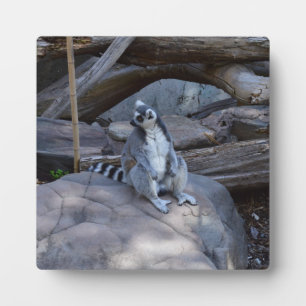 Ringtail Possum Foreman at Work Fotoplatte