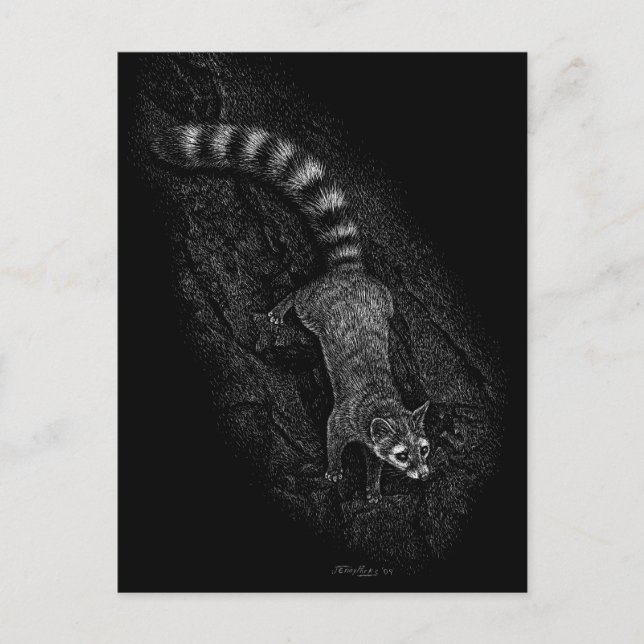 Ringtail Postkarte (Vorderseite)