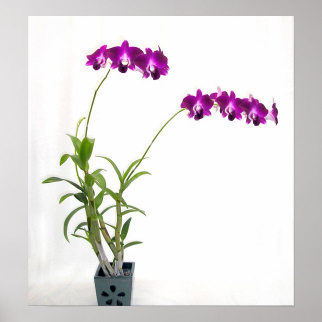 Rinnapa Dendrobium Orchid Pflanze Poster (Vorne)