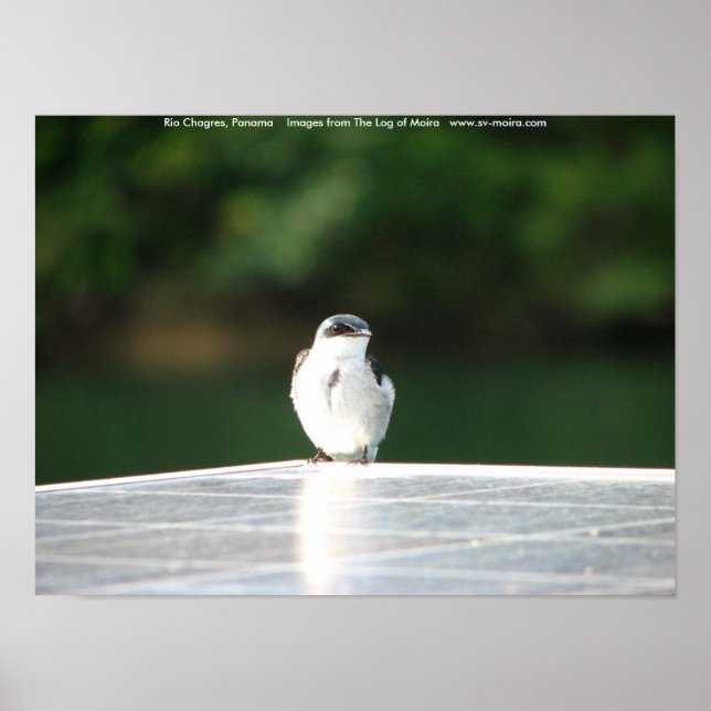 Rio Chagres, Panama Poster (Vorne)