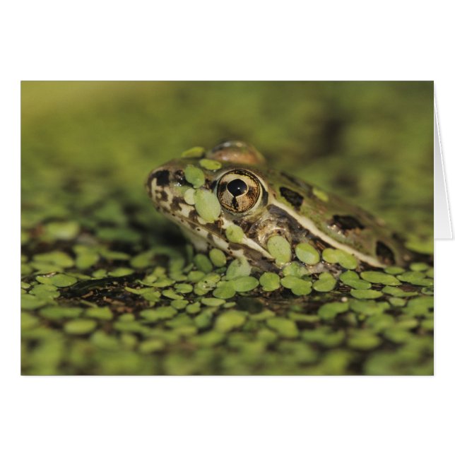 Rio Grande Leopard Frog, Rana berlandieri, (Vorderseite (Horizontal))