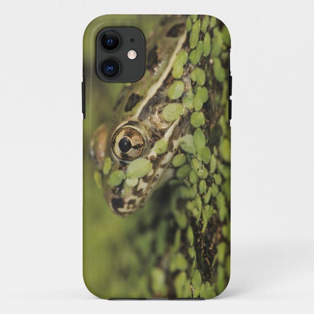 Rio Grande Leopard Frog, Rana berlandieri, Case-Mate iPhone Hülle (Rückseite)