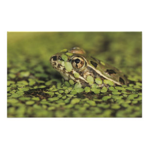 Rio Grande Leopard Frog, Rana berlandieri, Fotodruck