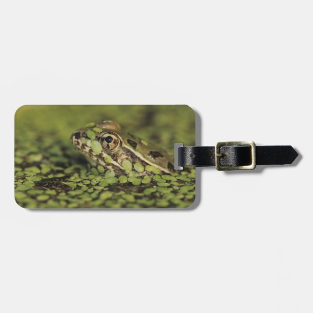 Rio Grande Leopard Frog, Rana berlandieri, Gepäckanhänger (Vorderseite horizontal)