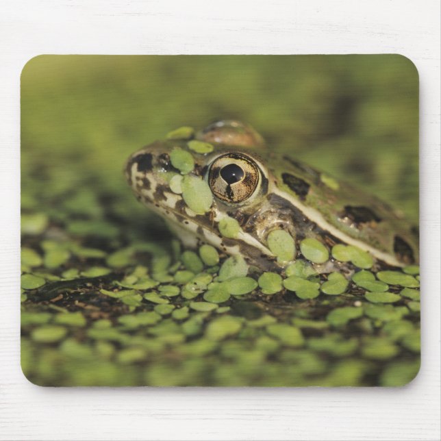 Rio Grande Leopard Frog, Rana berlandieri, Mousepad (Vorne)