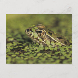 Rio Grande Leopard Frog, Rana berlandieri, Postkarte