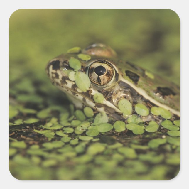 Rio Grande Leopard Frog, Rana berlandieri, Quadratischer Aufkleber (Vorderseite)