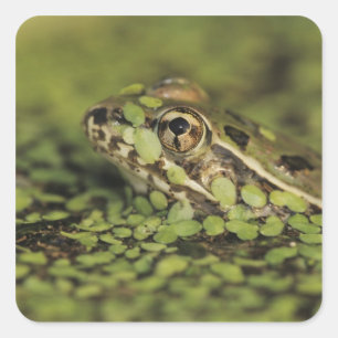 Rio Grande Leopard Frog, Rana berlandieri, Quadratischer Aufkleber