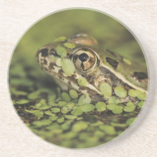Rio-Grande-Leopardenfrosch, Rana berlandieri, Sandstein Untersetzer