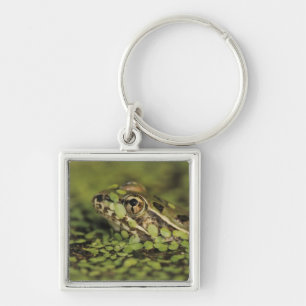 Rio-Grande-Leopardenfrosch, Rana berlandieri, Schlüsselanhänger