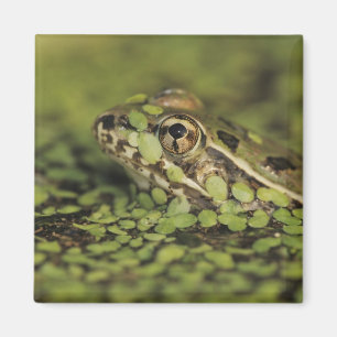Rio Grande Leopardfrosch, Rana berlandieri, Magnet