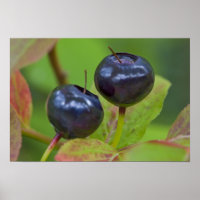 Ripe huckleberries im Flathead National 2