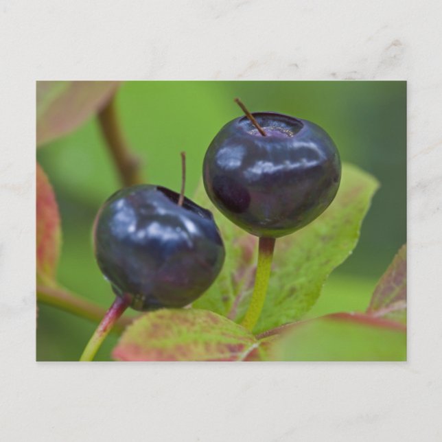 Ripe huckleberries im Flathead National 2 Postkarte (Vorderseite)