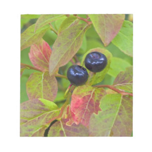 Ripe huckleberries im Flathead National Notizblock