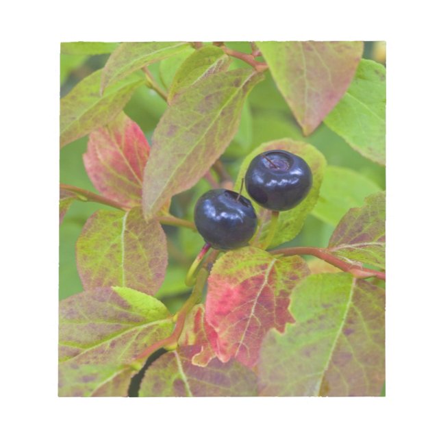 Ripe huckleberries im Flathead National Notizblock (Vorderseite)