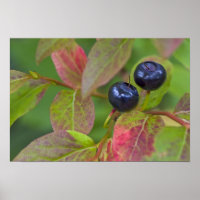 Ripe huckleberries im Flathead National