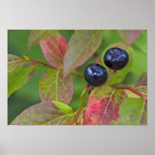 Ripe huckleberries im Flathead National Poster
