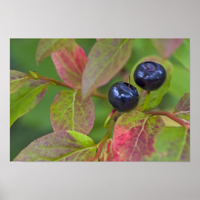 Ripe huckleberries im Flathead National Poster (Vorne)