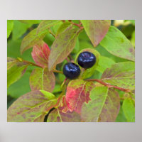Ripe huckleberries im Flathead National