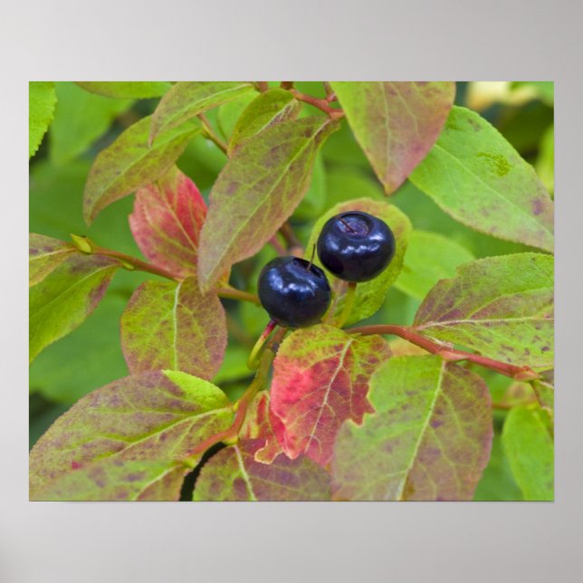 Ripe huckleberries im Flathead National Poster (Vorne)