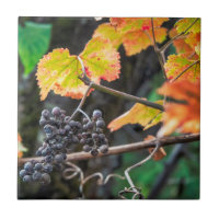 Ripe Isabella Traube