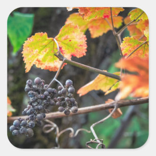 Ripe Isabella Traube Quadratischer Aufkleber