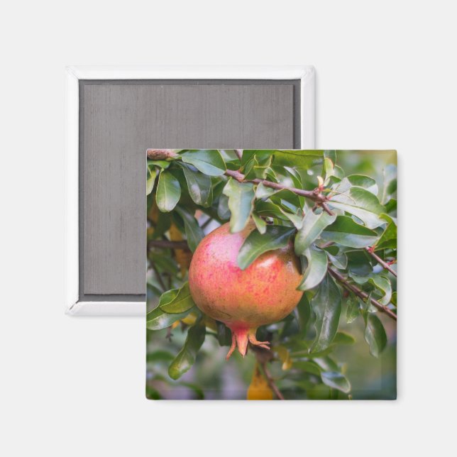 Ripe Pomegranat auf dem grünen Shrub Magnet (Vorderseite/Rückseite)