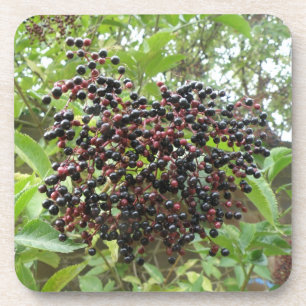 Ripening Elderberries Cork Untersetzer