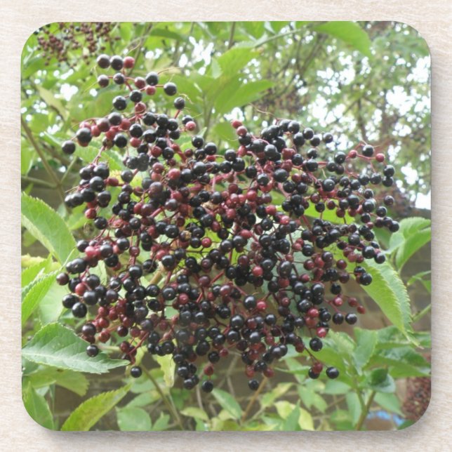Ripening Elderberries Cork Untersetzer (Vorderseite)