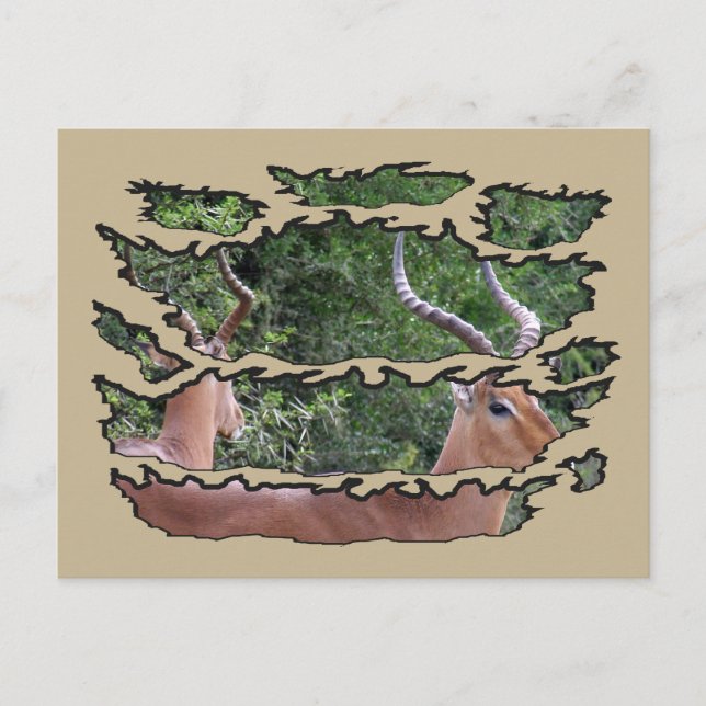 Ripped Wildlife Impala Mirror Feiertagspostkarte (Vorderseite)