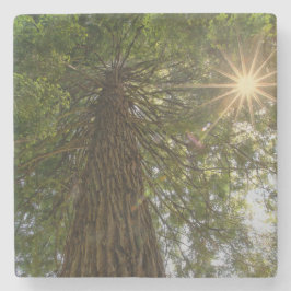 RISE Inspirationelles Foto eines Baumes zum Himmel Steinuntersetzer