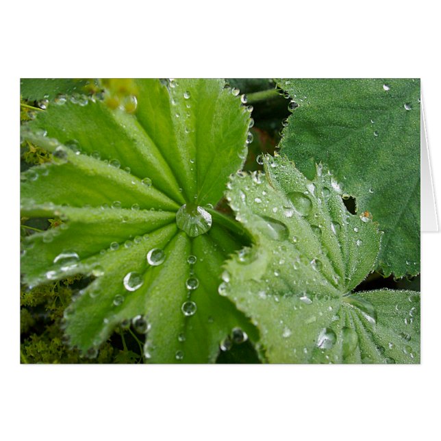 Riss der Natur (Vorderseite (Horizontal))