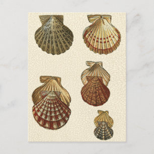 Rissige antike Muscheln Postkarte