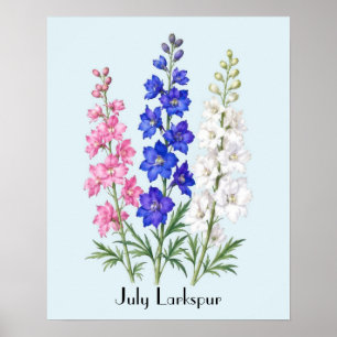 Ritterspornblumen im Juli Poster