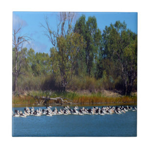 "River Murray's Fishermen: A Pelican Ansammlung" Fliese